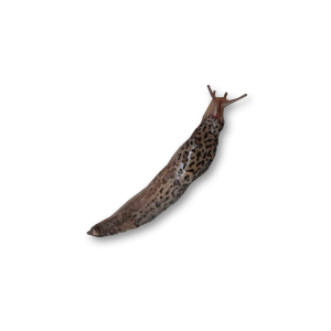 Slug PNG-87320